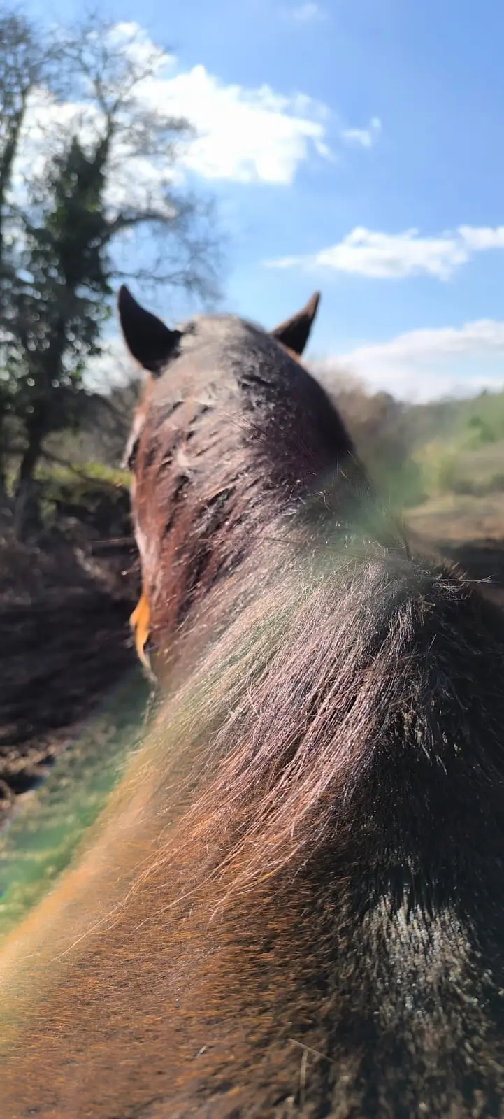 Al'O Cheval (hébergement insolite à la ferme), Langonnet
