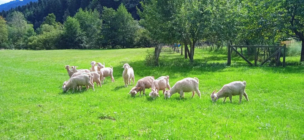 Au Mohair des Alpy (chambre d'hôtes à la ferme), Fougax-et-Barrineuf