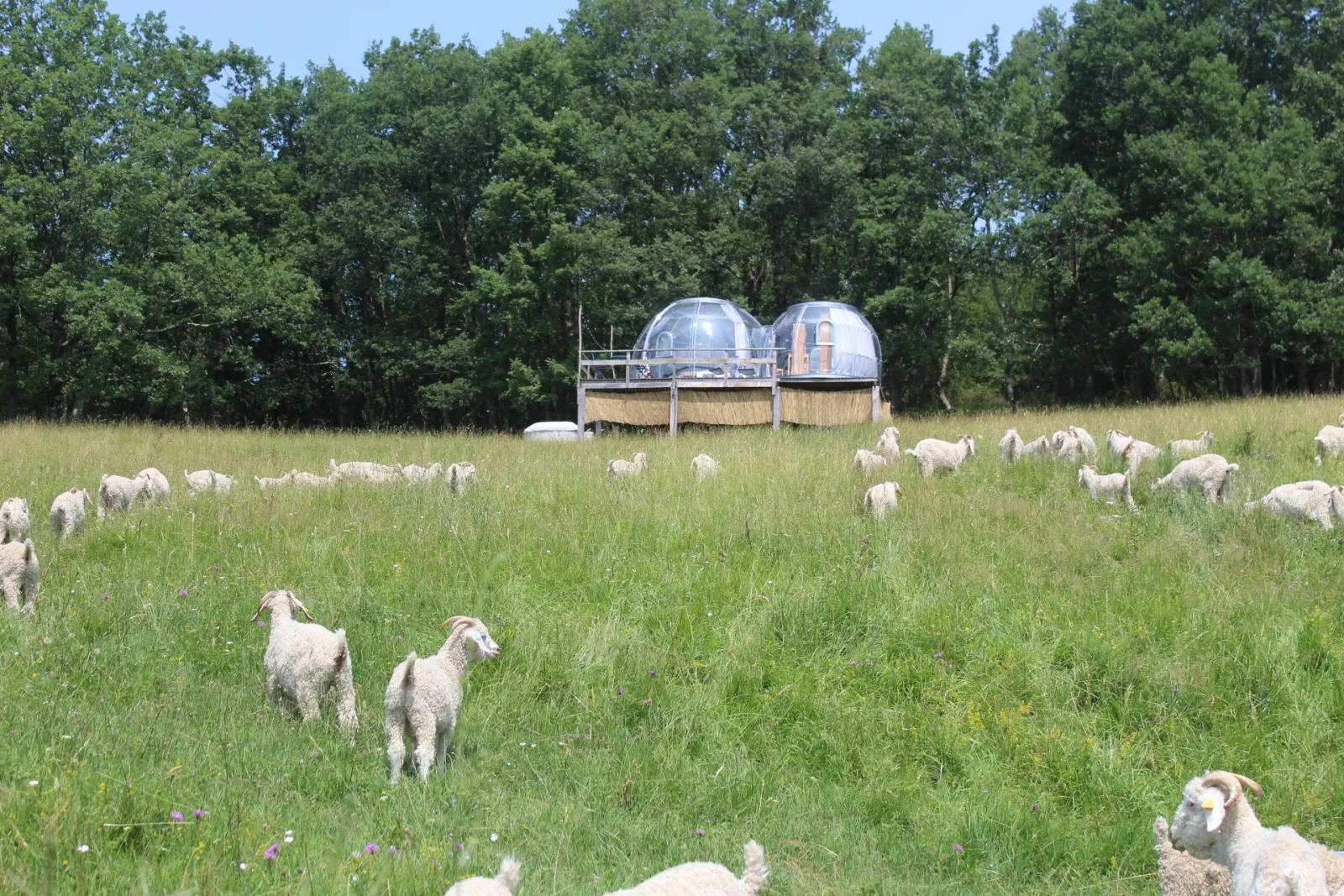 Bulle face aux Pyrénées de la Ferme de Courneillac, Belbèze-En-Comminges : image 4