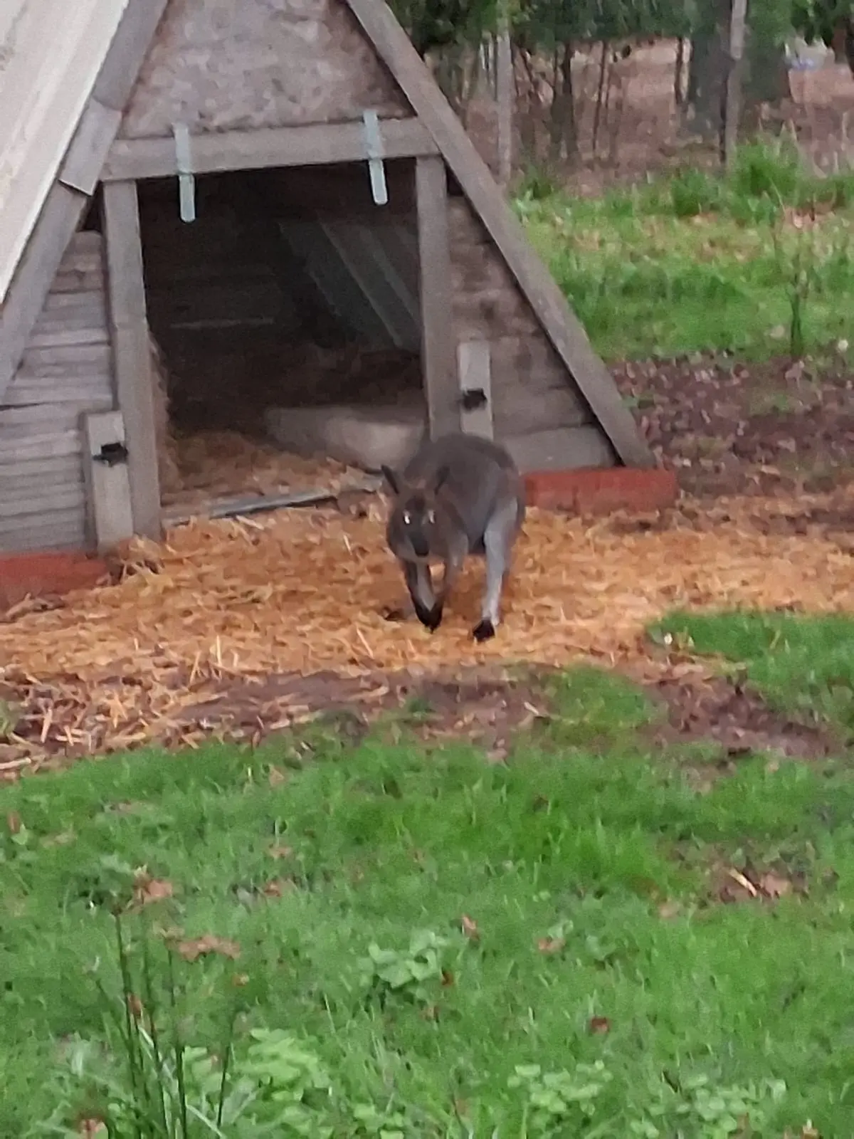 Cabane à la Ferme, Les Églisottes-et-Chalaures : image 3