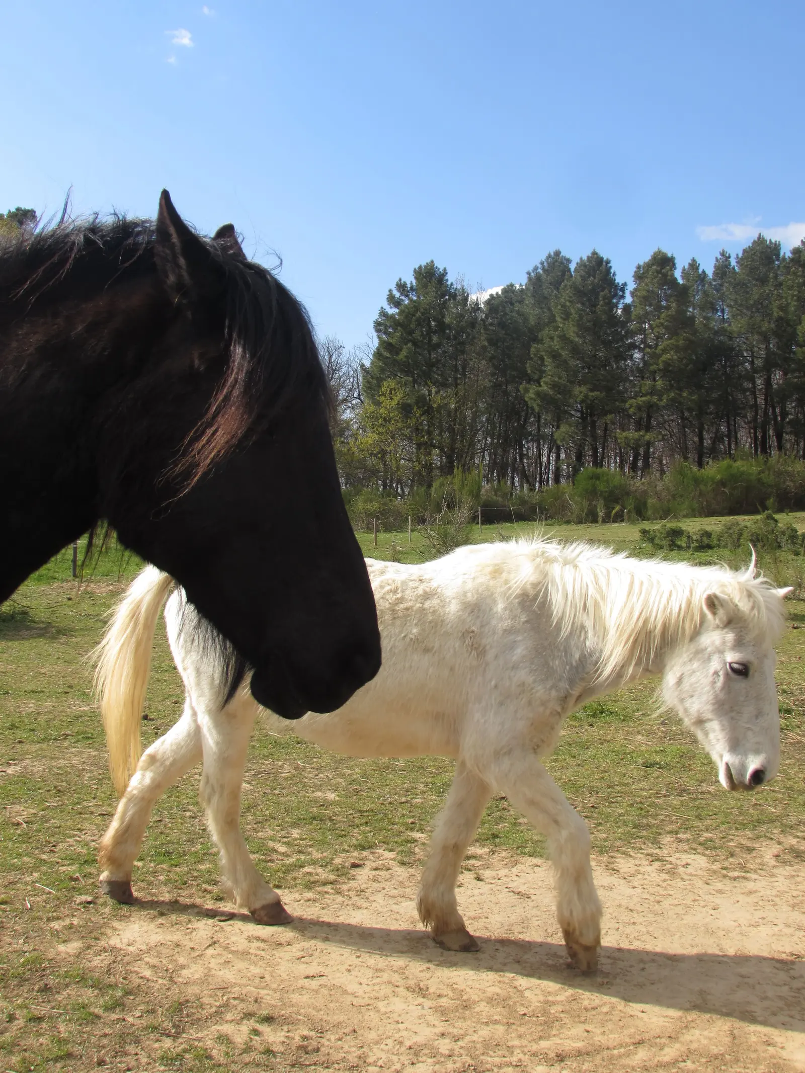 Cabane Tiny Pony, Saint-Donat-sur-l'Herbasse : image 4