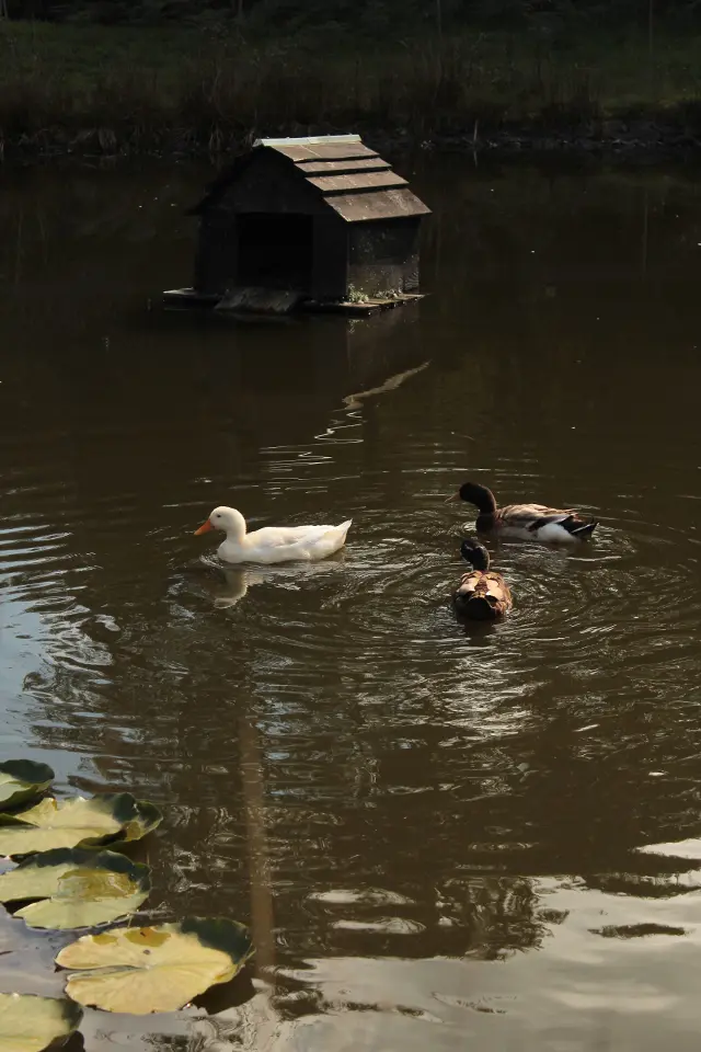 Chalet de la Ferme du Séquoia, Paule : image 3