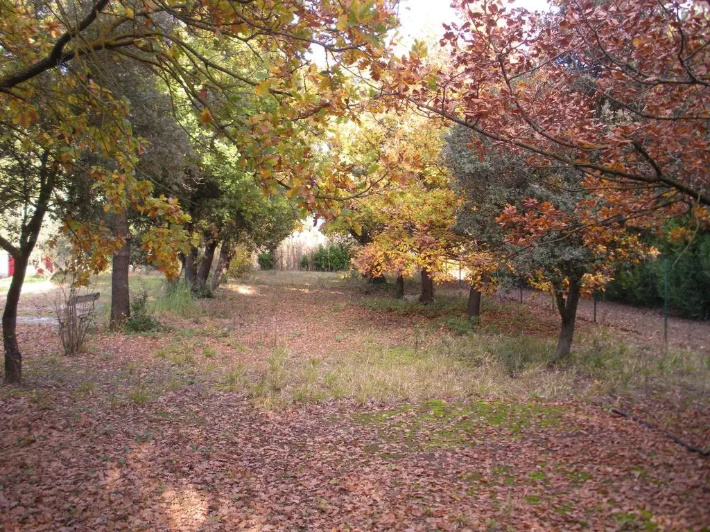 Chambre Amado du Mas la Vitalis, L'Isle-sur-la-Sorgue : image 5