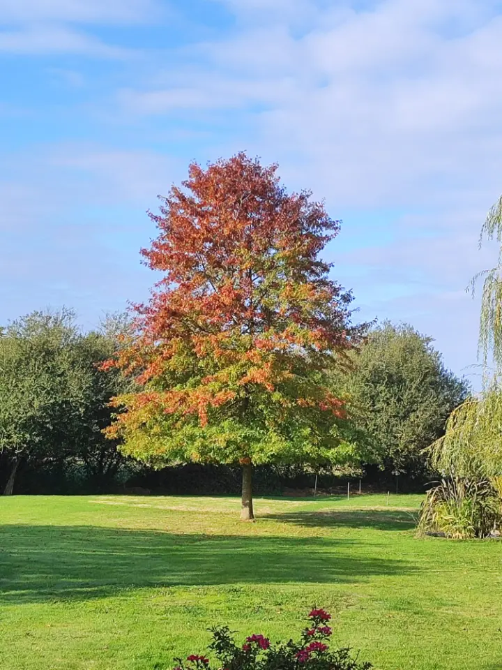 La Bocagère, Les Herbiers : image 4