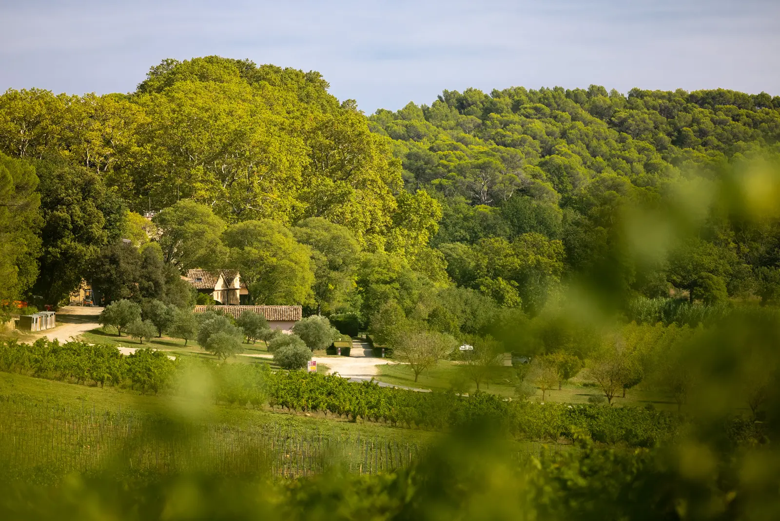Château Mentone, Saint-Antonin-du-Var : image 5
