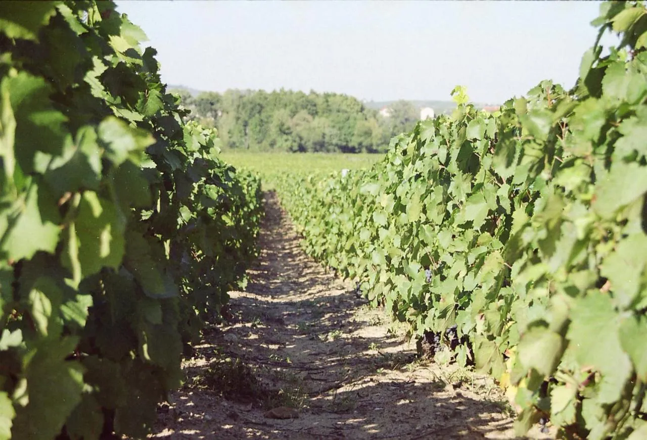 Domaine de Robert, Fleurie : image 5