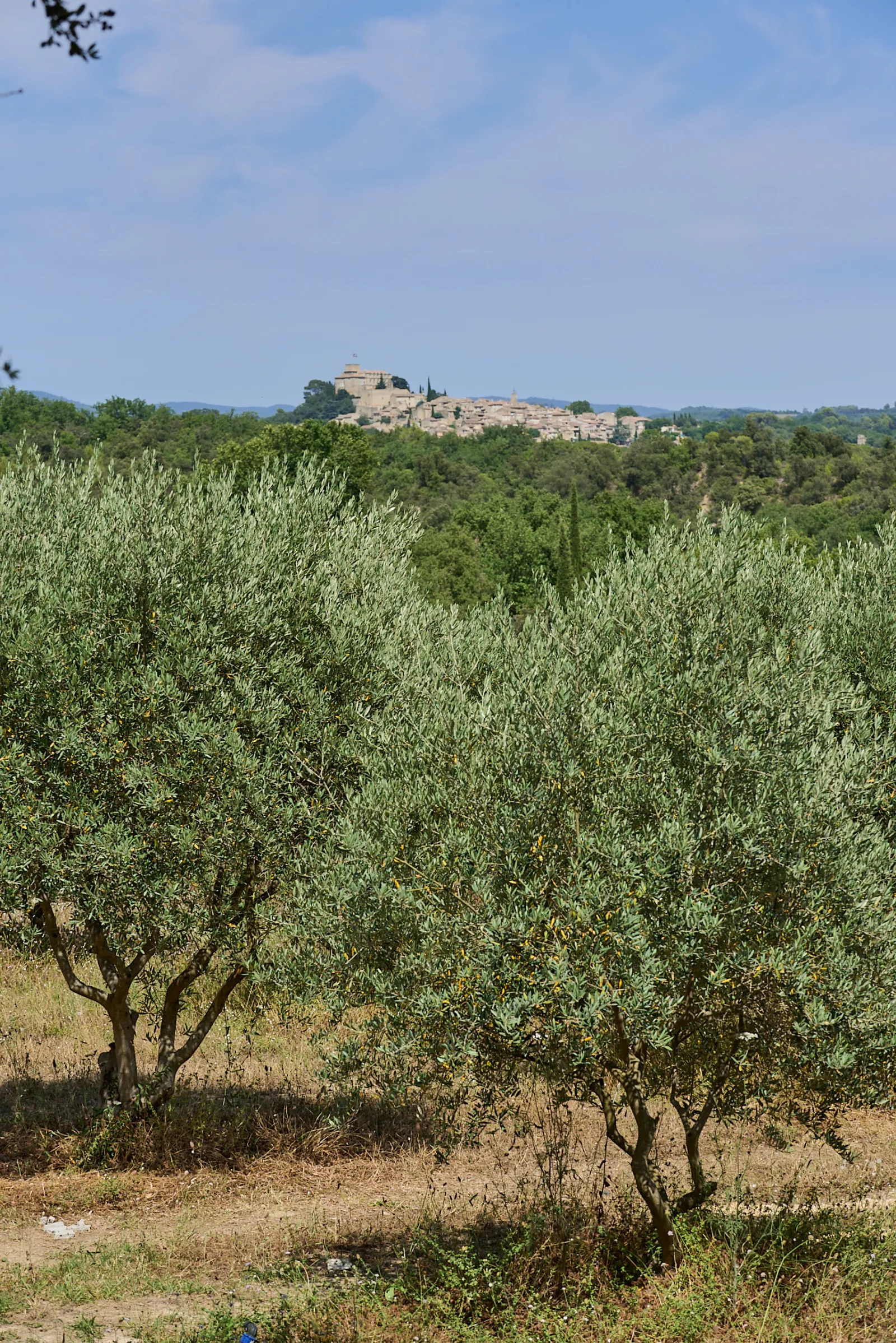Ecolodge Thym, Villelaure : image 5
