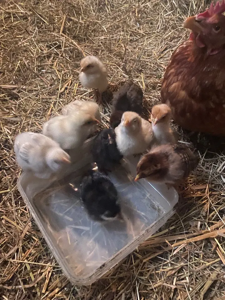 La Ferme aux Étoiles, Séglien : image 5