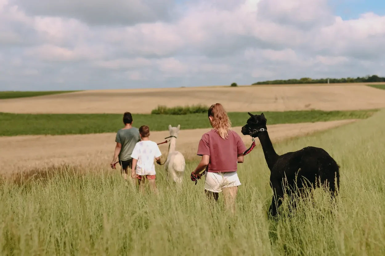 Fermette des Trois Tilleuls (tente à la ferme), Bezinghem