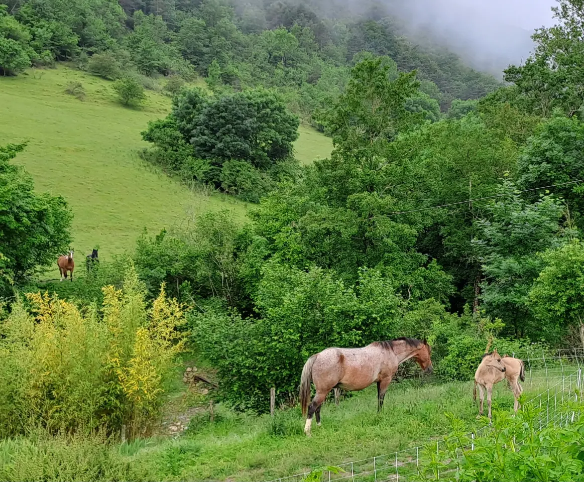 Gîte de Palauqui, Montjardin : image 5