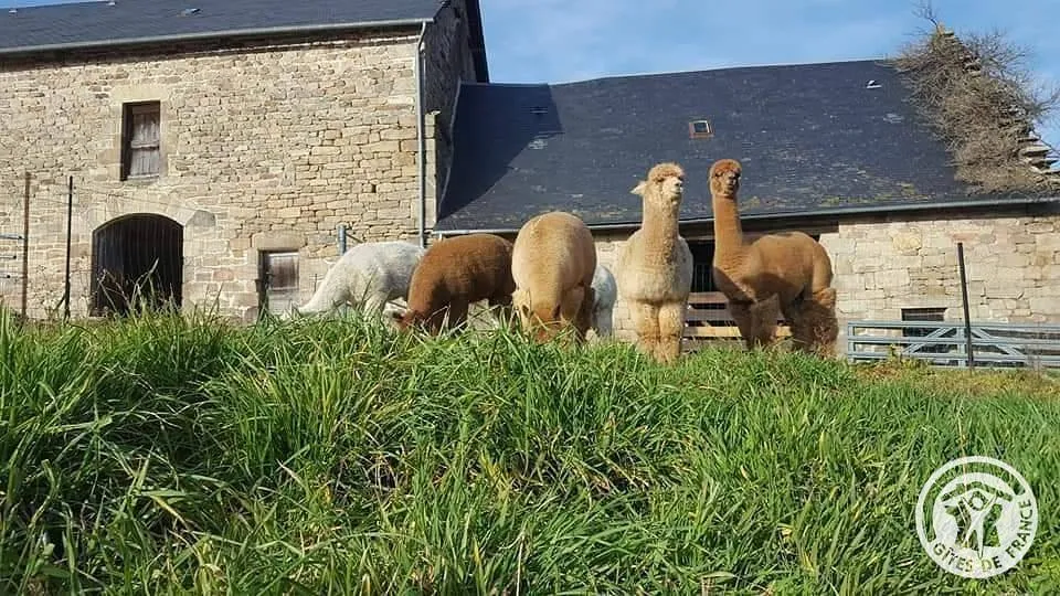 Gîte de la ferme des alpagas (gîte à la ferme), Saint-Augustin
