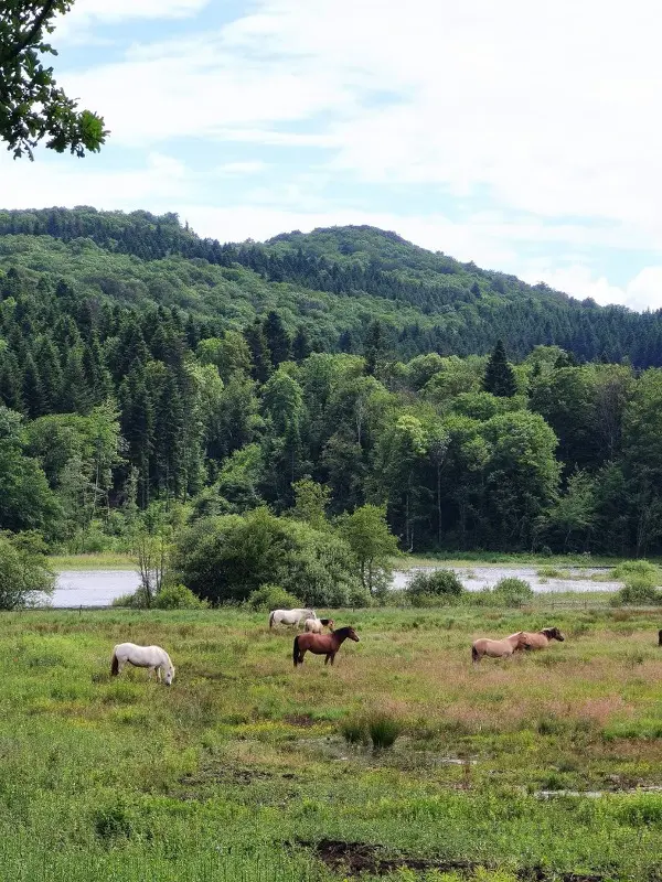 Gîte du four à pain, Valzin en Petite Montagne : image 3