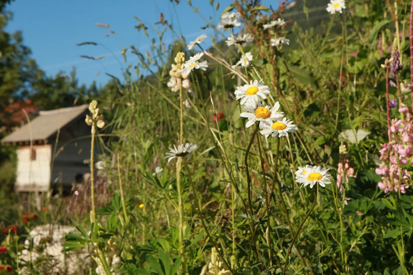 Gîte du Jardin de Max et Nana, Saint-Offenge : image 5