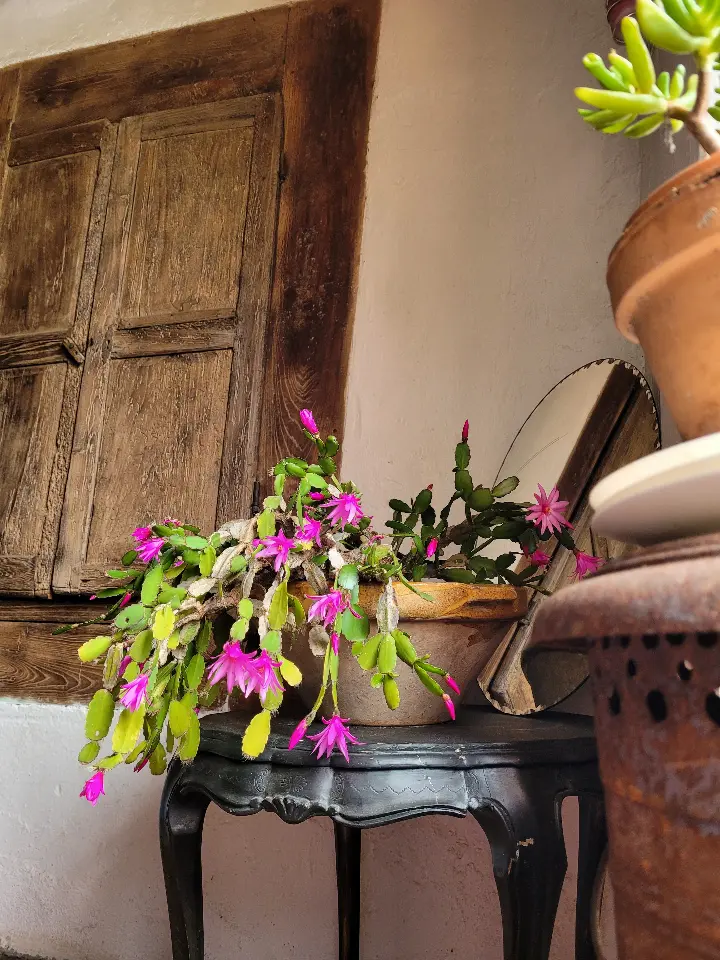 Herbes folles, Pampelonne : image 4