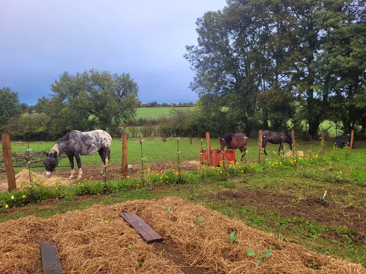 Herbes folles, Pampelonne : image 5