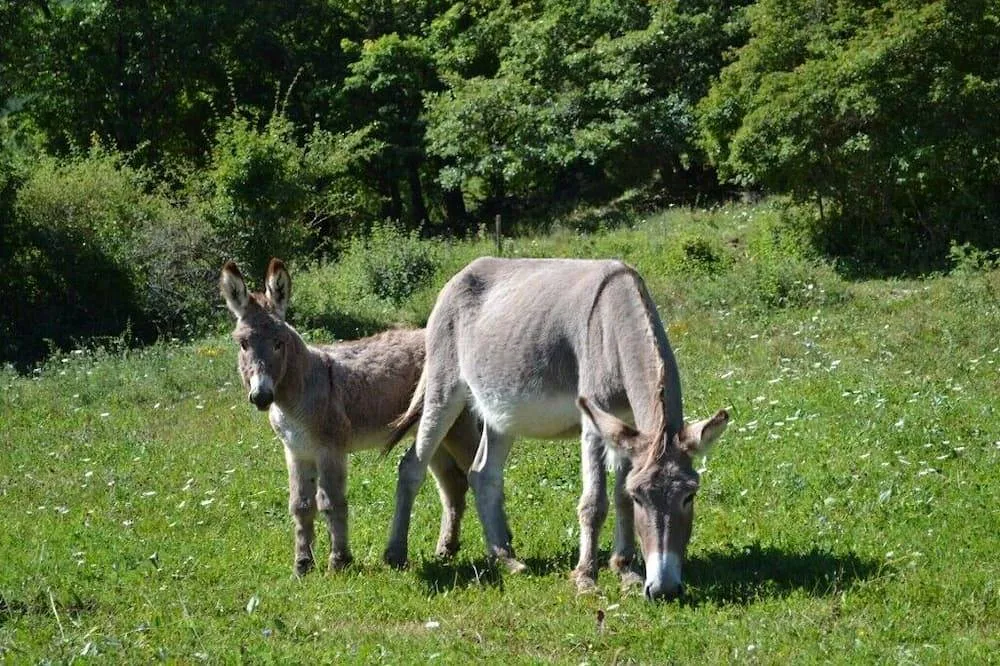 La Bergerie de la Valbonnette (gîte à la ferme), Barrême
