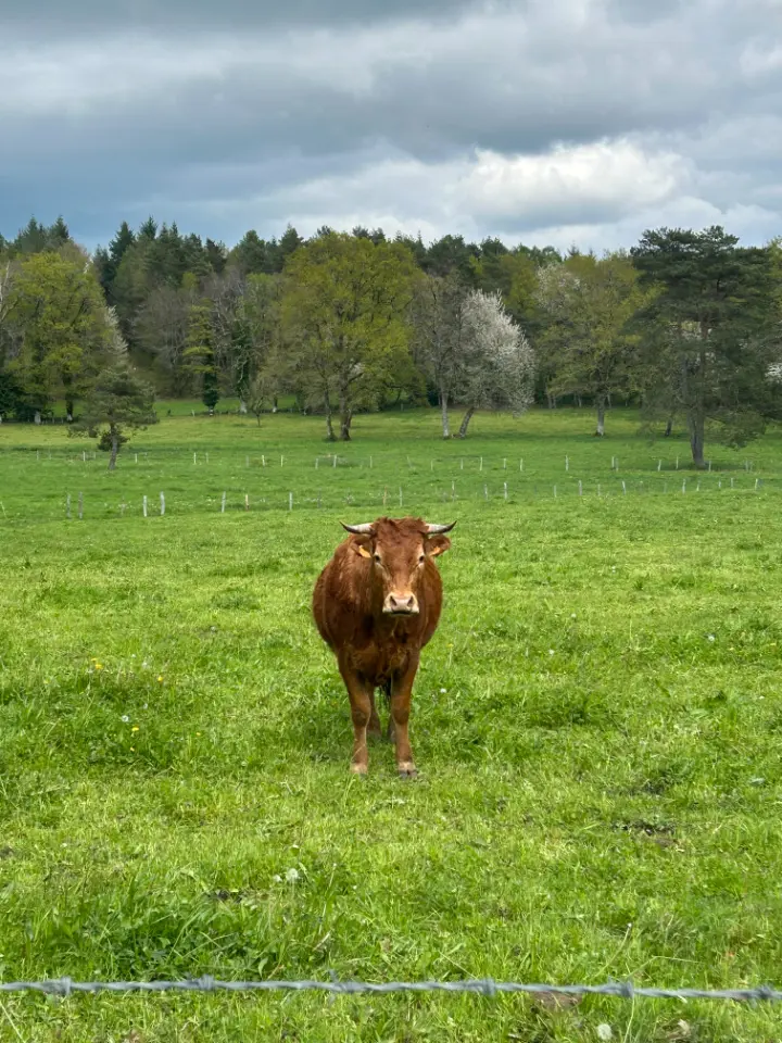 La Cabane des Chênes, Sousceyrac-en-Quercy : image 4