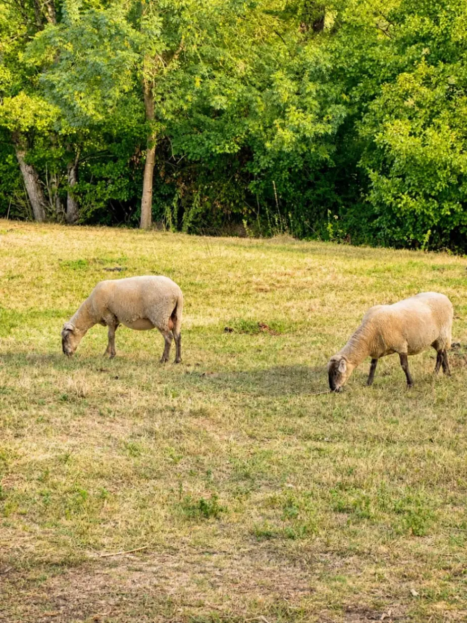 La Cachette des Poulettes, Cartelègue : image 5