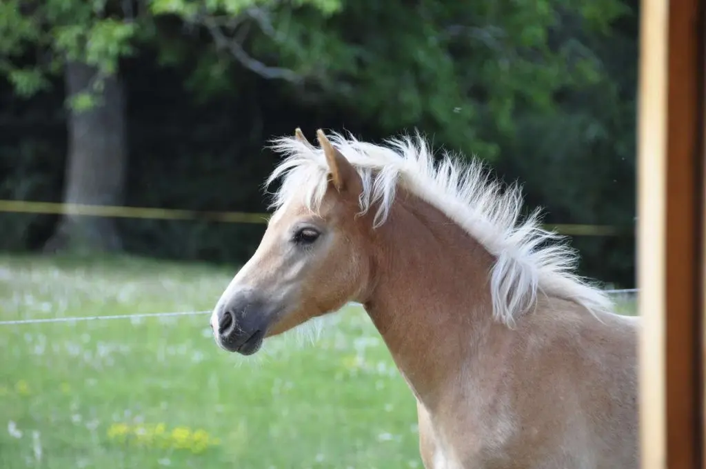 La Jumenterie du Pech Blanc, Théminettes : image 4
