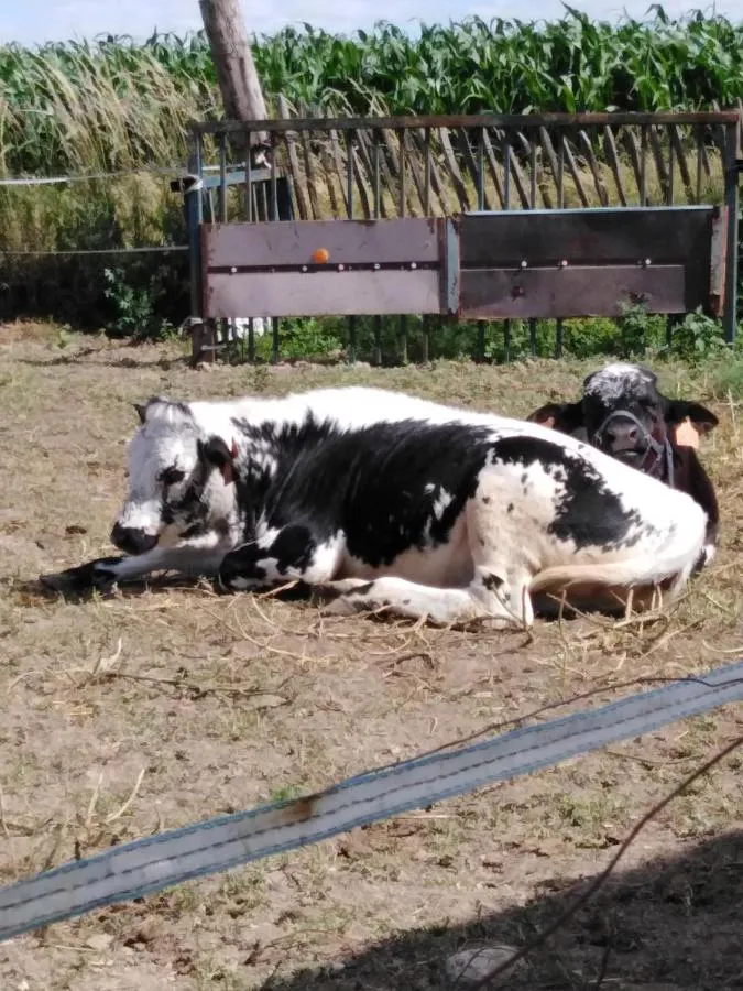 La Mini Ferme de Maëlou, Sermaises : image 4