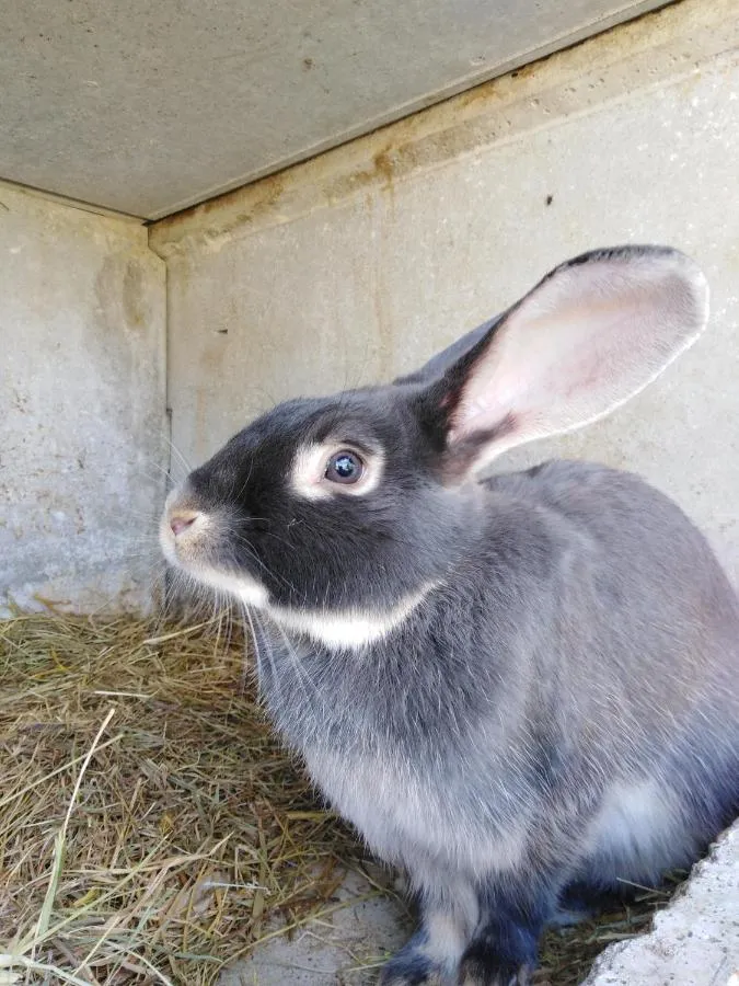 La Mini Ferme de Maëlou, Sermaises : image 5