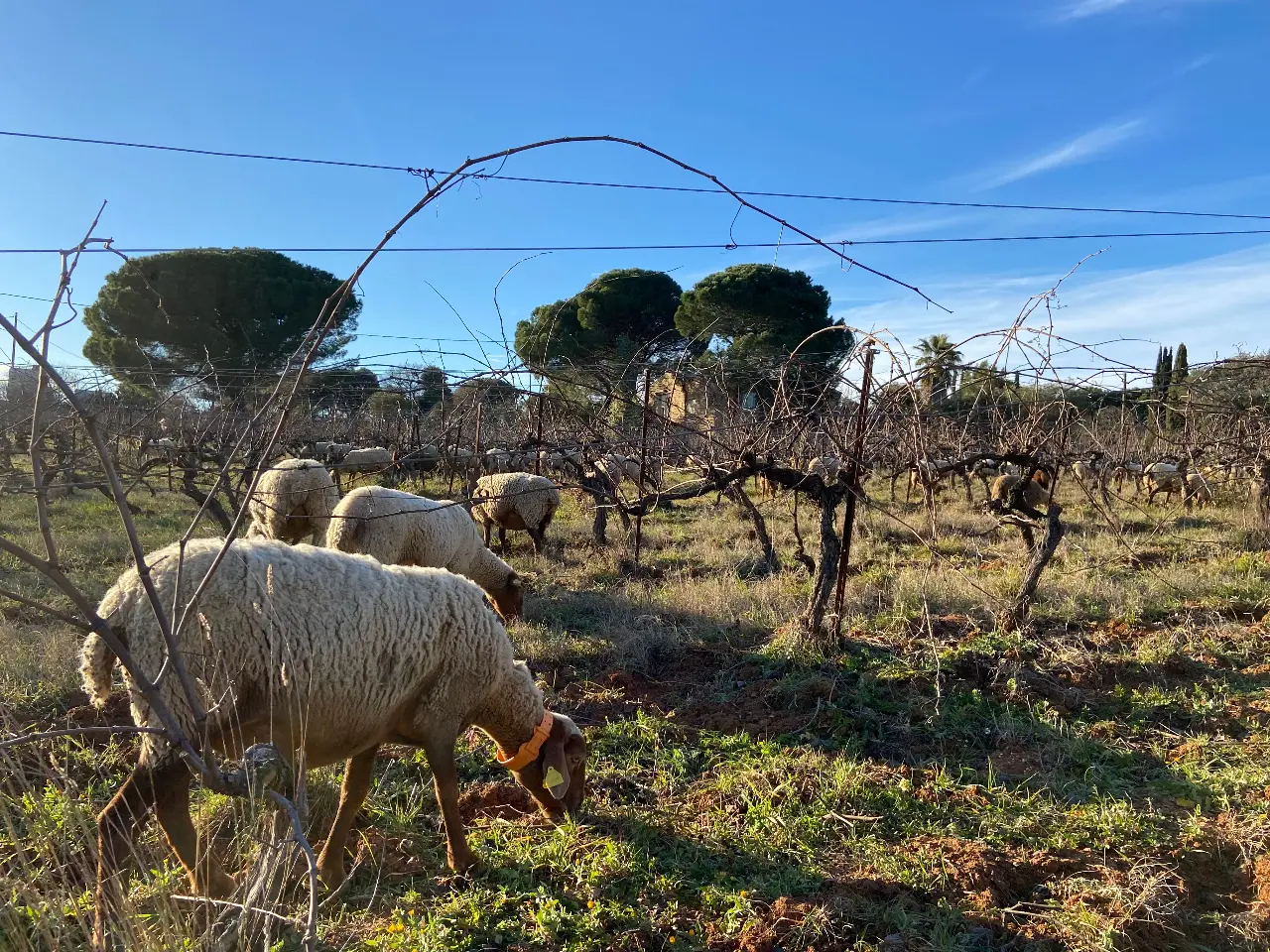 La Pinède de la Villa Tempora, Pézenas : image 4