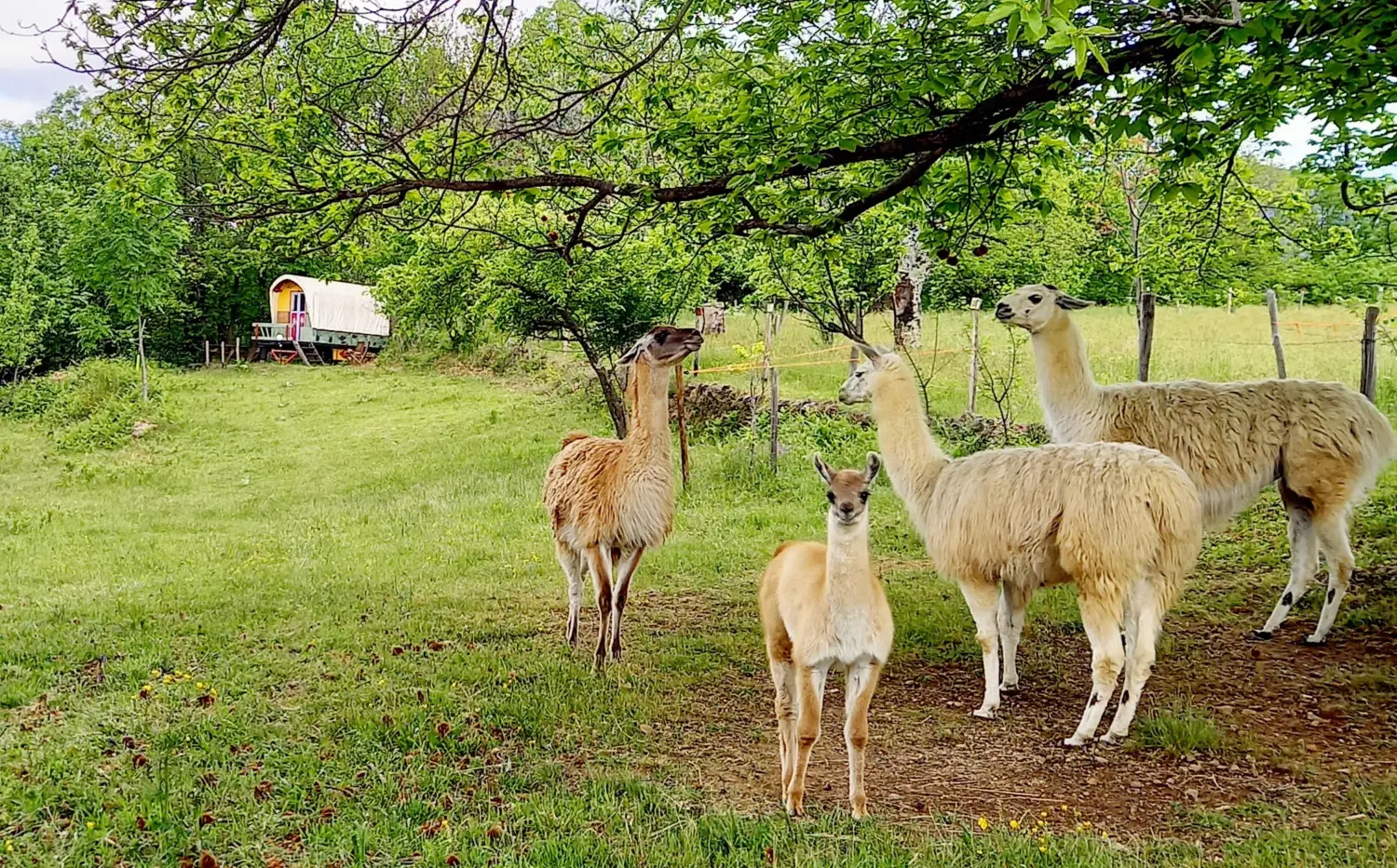 La Roulotte des Lamas (hébergement insolite à la ferme), Rocles