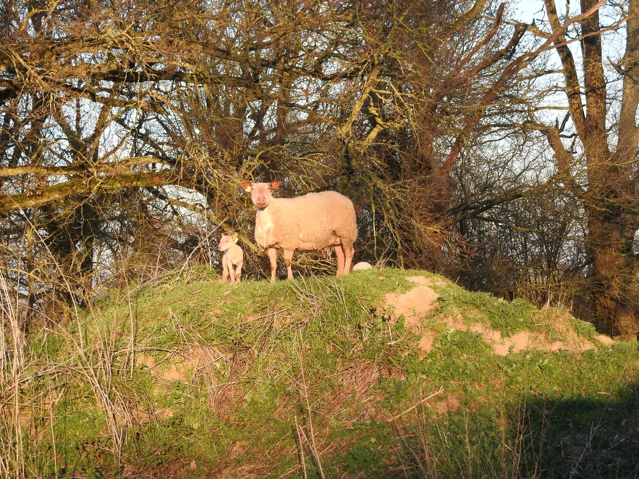 La Véralière, Nueil-les-Aubiers : image 5