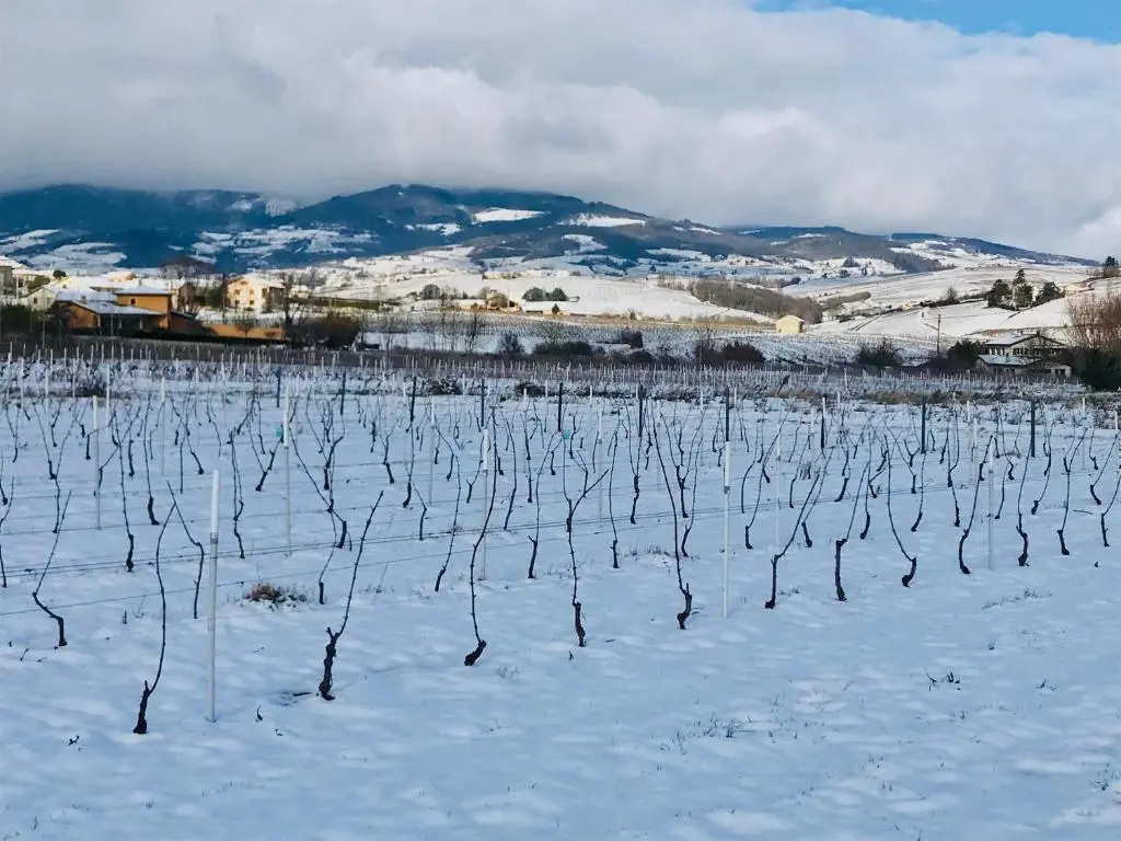 Le Boudoir de La Bohème, Quincié-en-Beaujolais : image 5