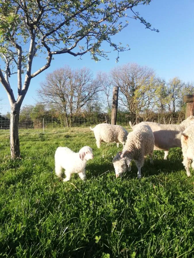 Le Mohair et les Ânes de Vidalet, Fontenilles : image 3