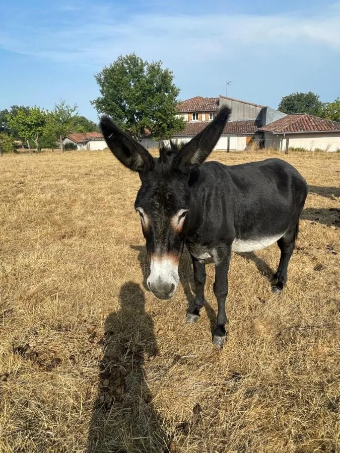 Le Mohair et les Ânes de Vidalet, Fontenilles : image 5