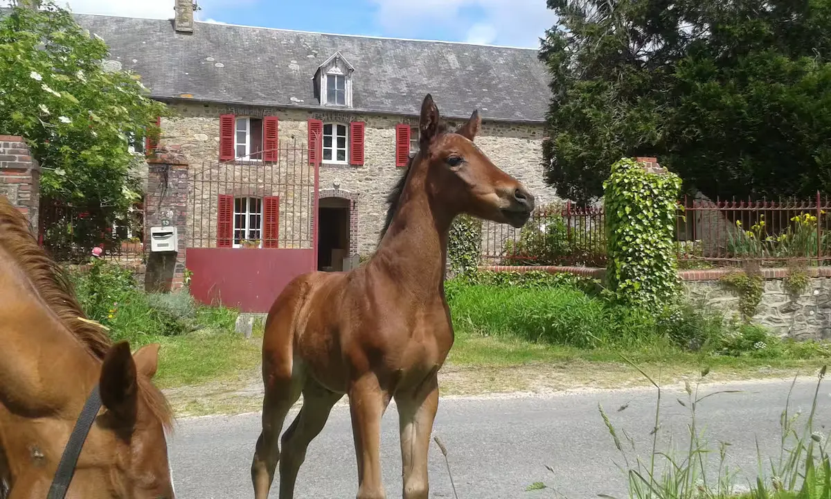 Loft du Haras Elmy (gîte à la ferme), Remilly Les Marais