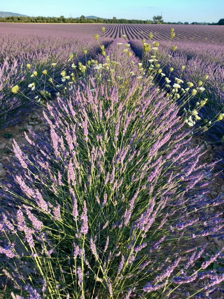 Mazet de Flora et Julien, Montagnac-Montpezat : image 2