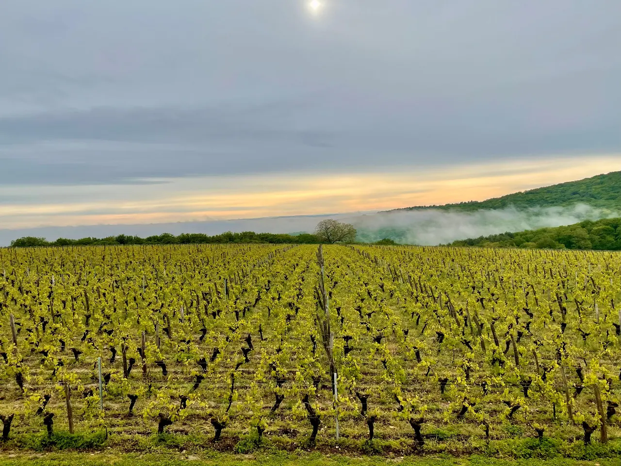Oeno-tonneaux du Domaine Joseph Lafarge, Lugny : image 3