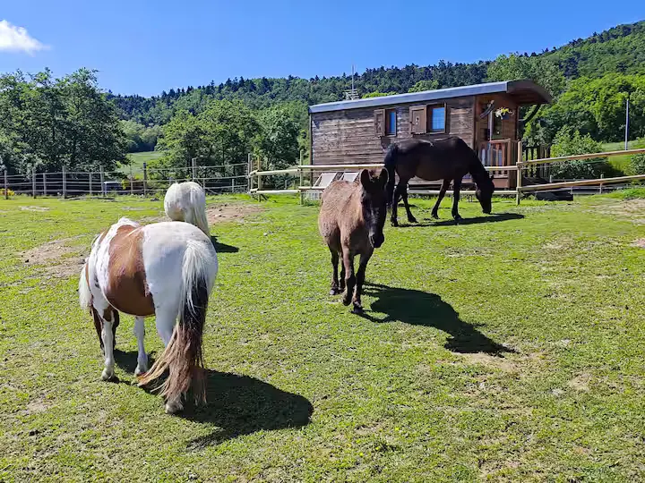 Roulotte des Hauteurs (hébergement insolite à la ferme), Saint-Victor