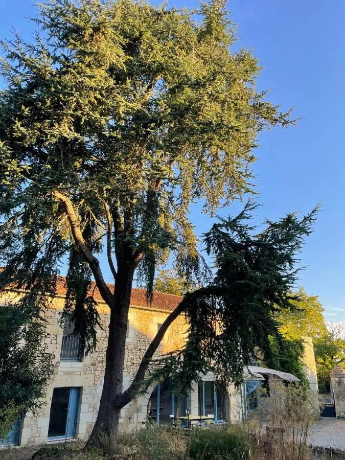 Sirona, Le Puy-Notre-Dame : image 5