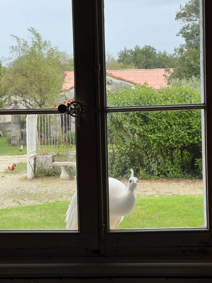 Suite Familiale le Faure, Chadurie : image 5