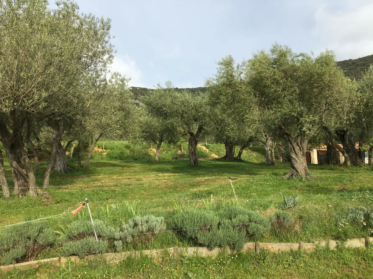 Tente Lodge du Camping de Cucugnan, Cucugnan : image 5