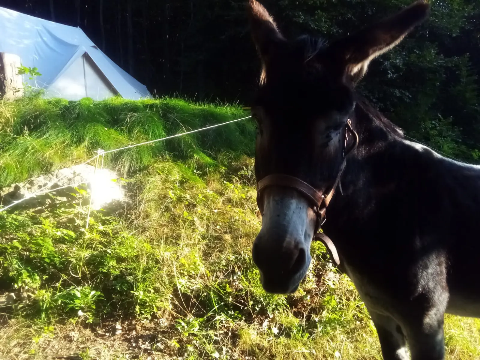 Tente Tipi de la Ferme en Forêt, Burzet : image 3