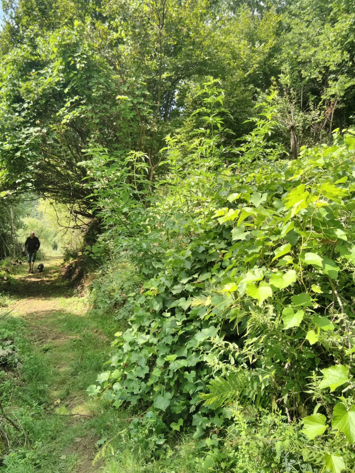 Tente Tipi des Hêtres, Burzet : image 5