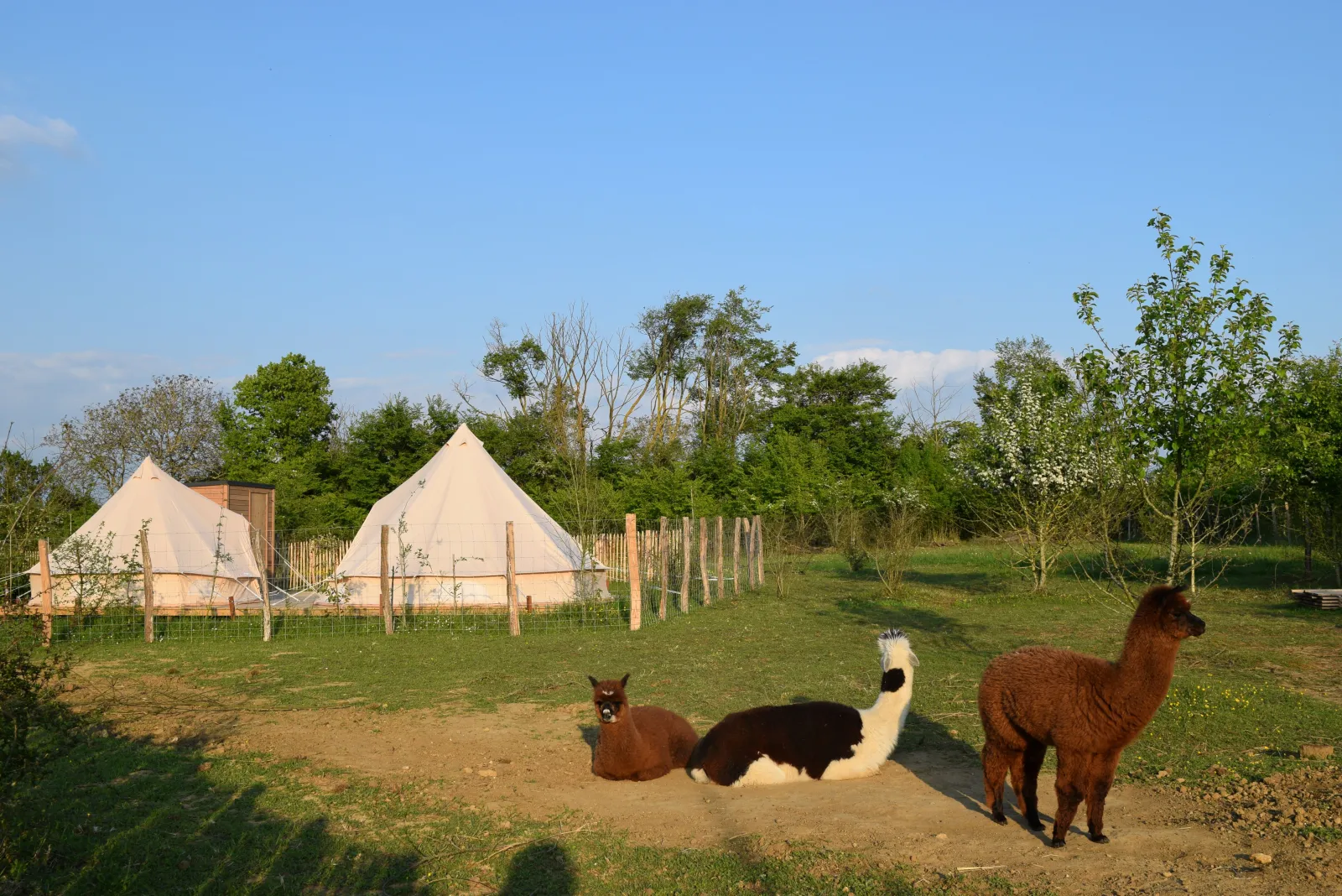 Tente Zéla, Tuffalun : image 5