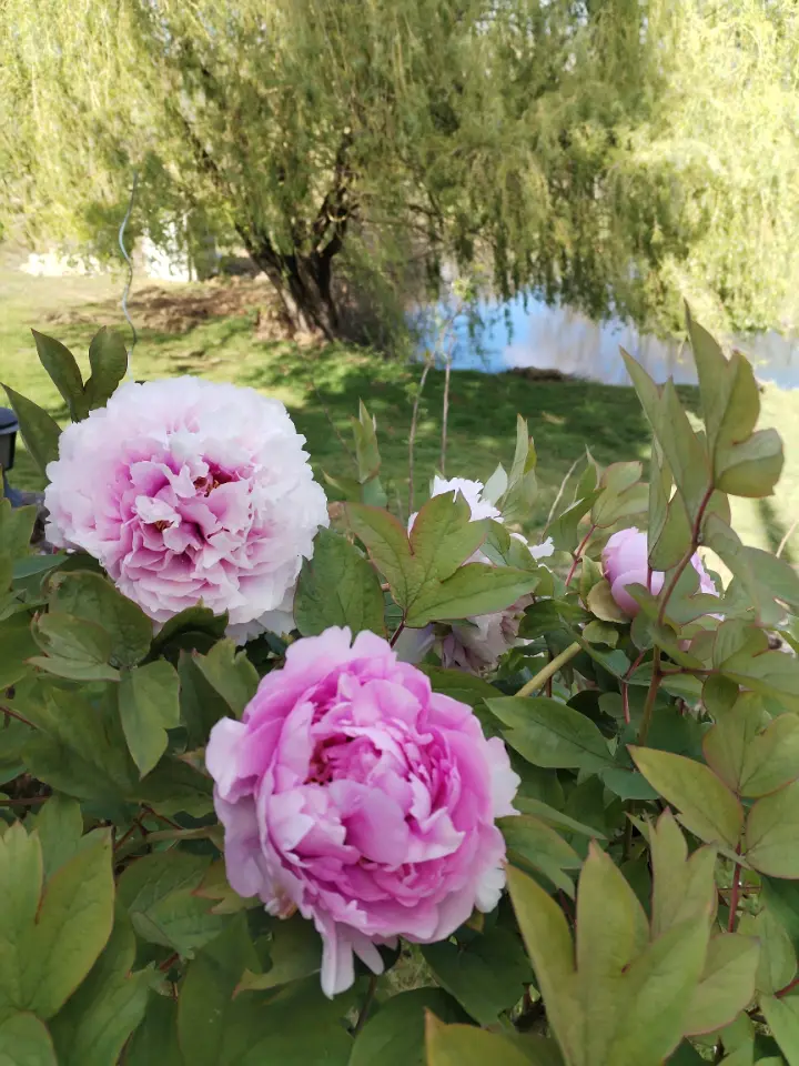Terra Bulle, Villeneuve-sur-Lot : image 3