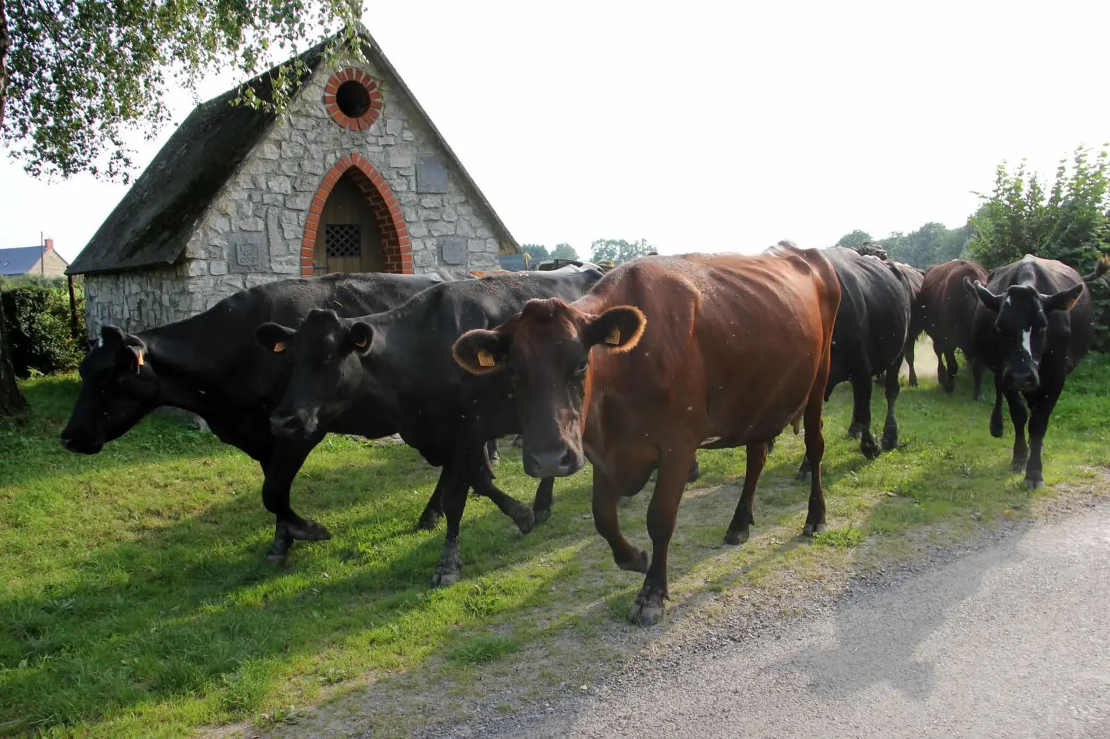 Tiny House de la Ferme (hébergement insolite à la ferme), Anor