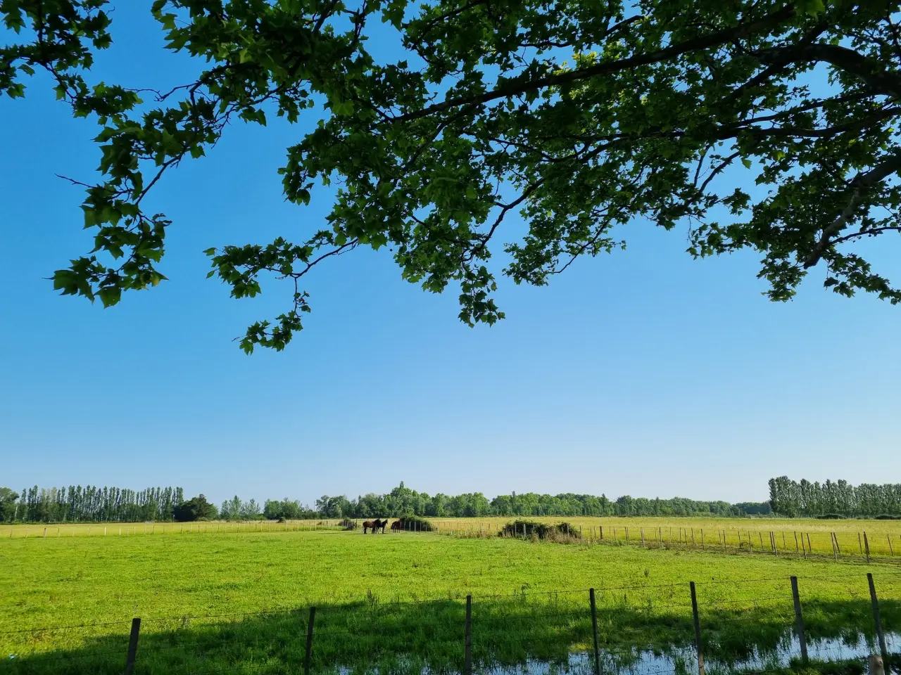 Villa Citron, Saint-Martin-de-Crau : image 4